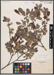 Salix aurita L. x Salix starkeana Willd.